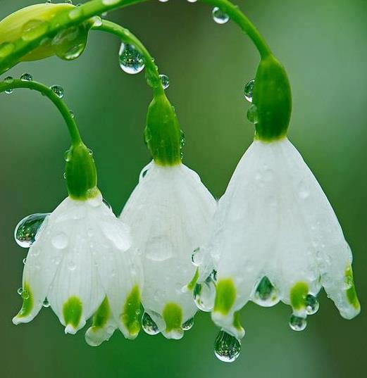 White Flower