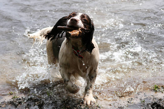 Bud Swimming!