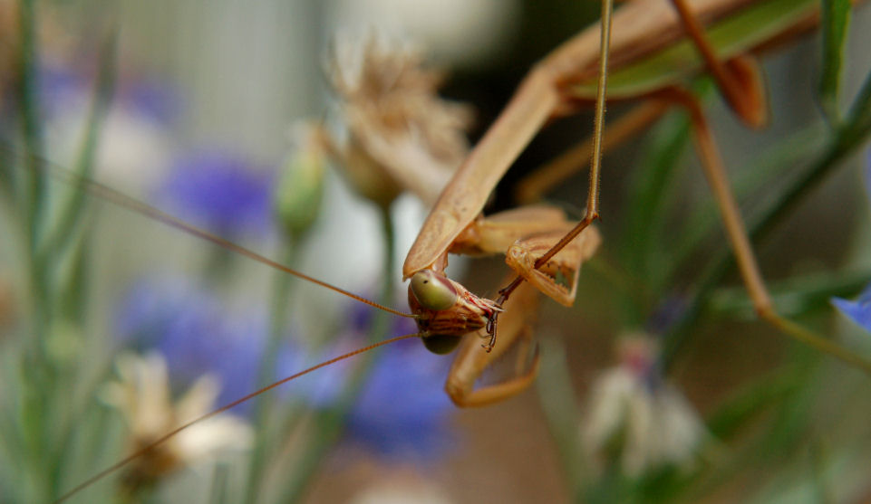 Flexible Mantis