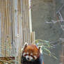 Red Panda Eating