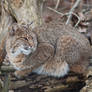 Bobcat