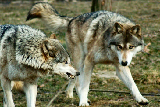 Wolf Battle 2007.