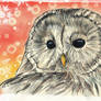 Winter Owl