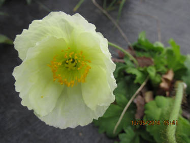 A White Flower