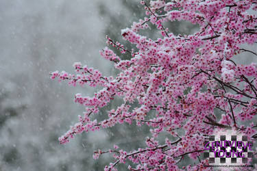 Sakura in Snow 1