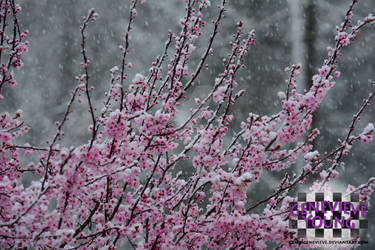 Sakura in Snow 2