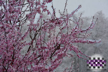 Sakura in Snow 3