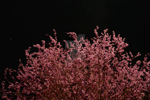 Sakura by Starlight 1