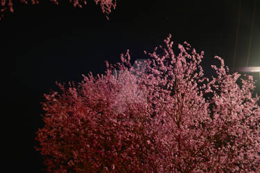 Sakura by Starlight 2