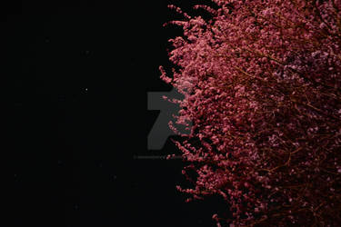 Sakura by Starlight 3