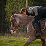 Communicating with the horse