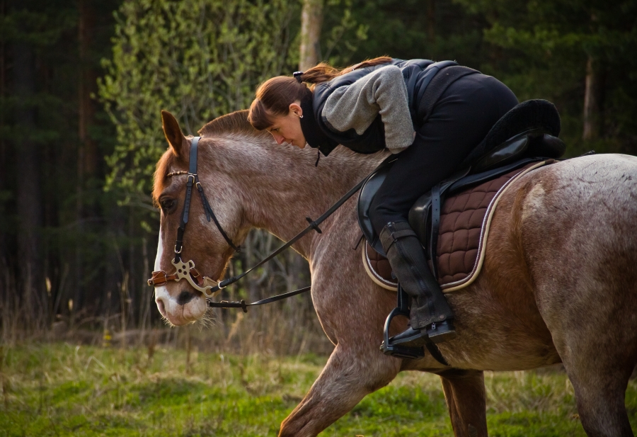 Communicating with the horse