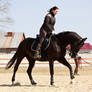 Dressage