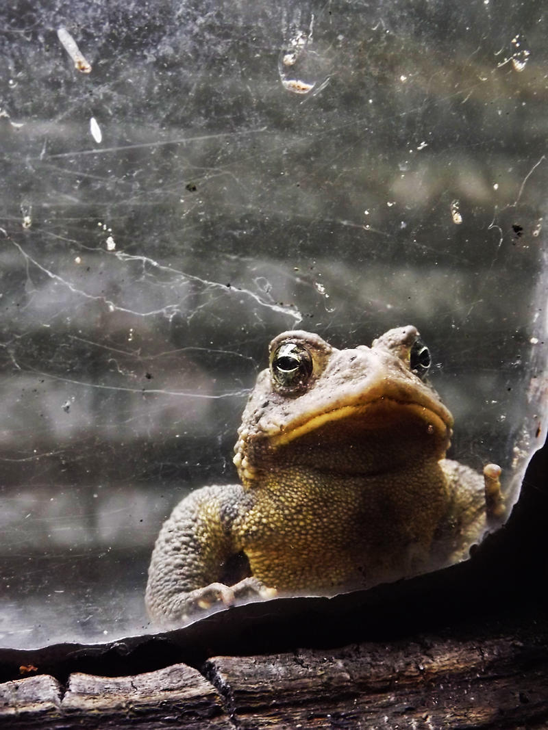 Peeping Toad