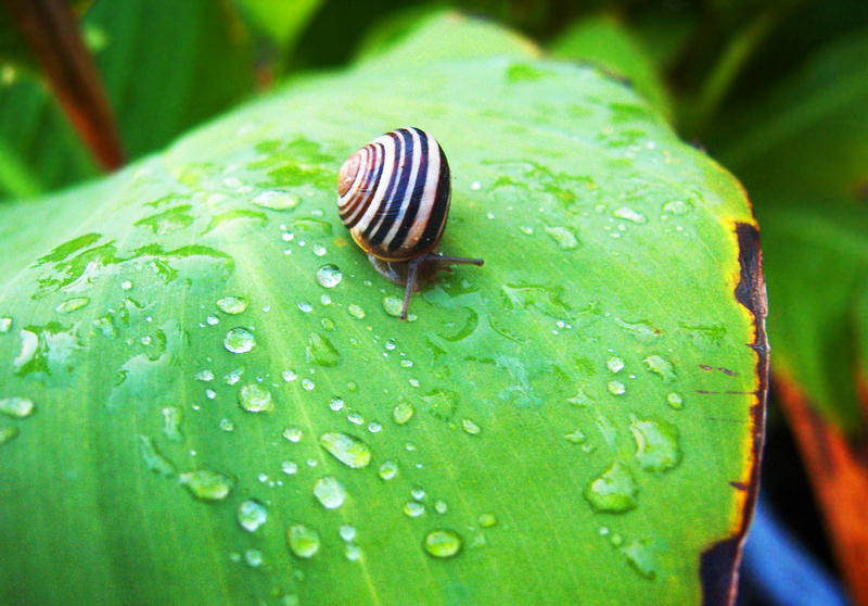 Come Snail Away by MartyMartyr on DeviantArt