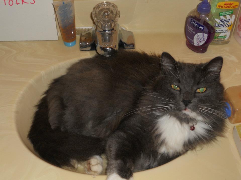 Sora In Sink