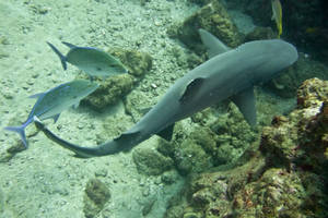 Reef white-tip shark with jacks