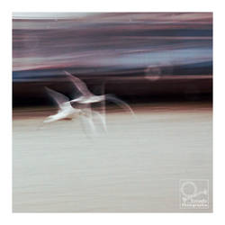 flight of the bird