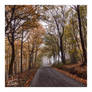 just another autumn road