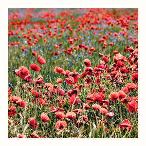 more poppies