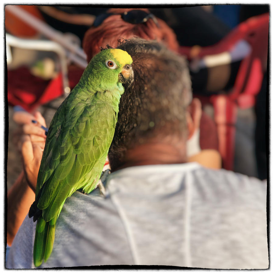 papagei