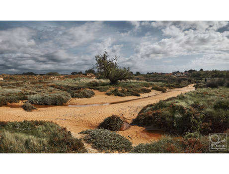 tamarisk in the marshes pano