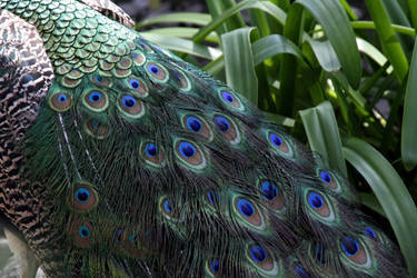 Pavo Real