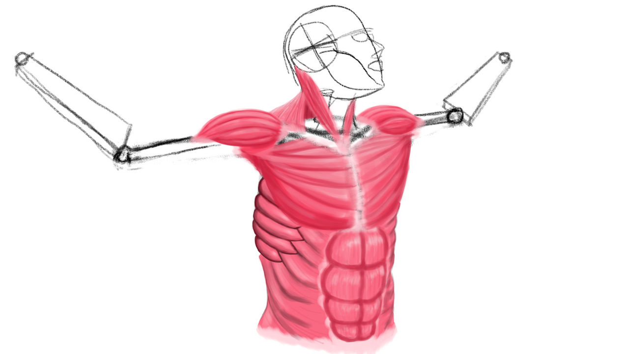 Muscle 2d 2024-03-18 Muscle Anatomy 2 by phoenixdikaia on DeviantArt