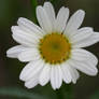 Daisy 1