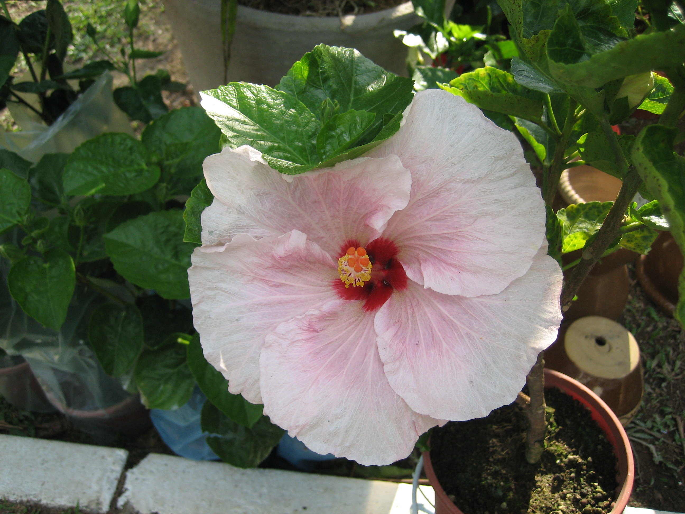 White Hibiscus