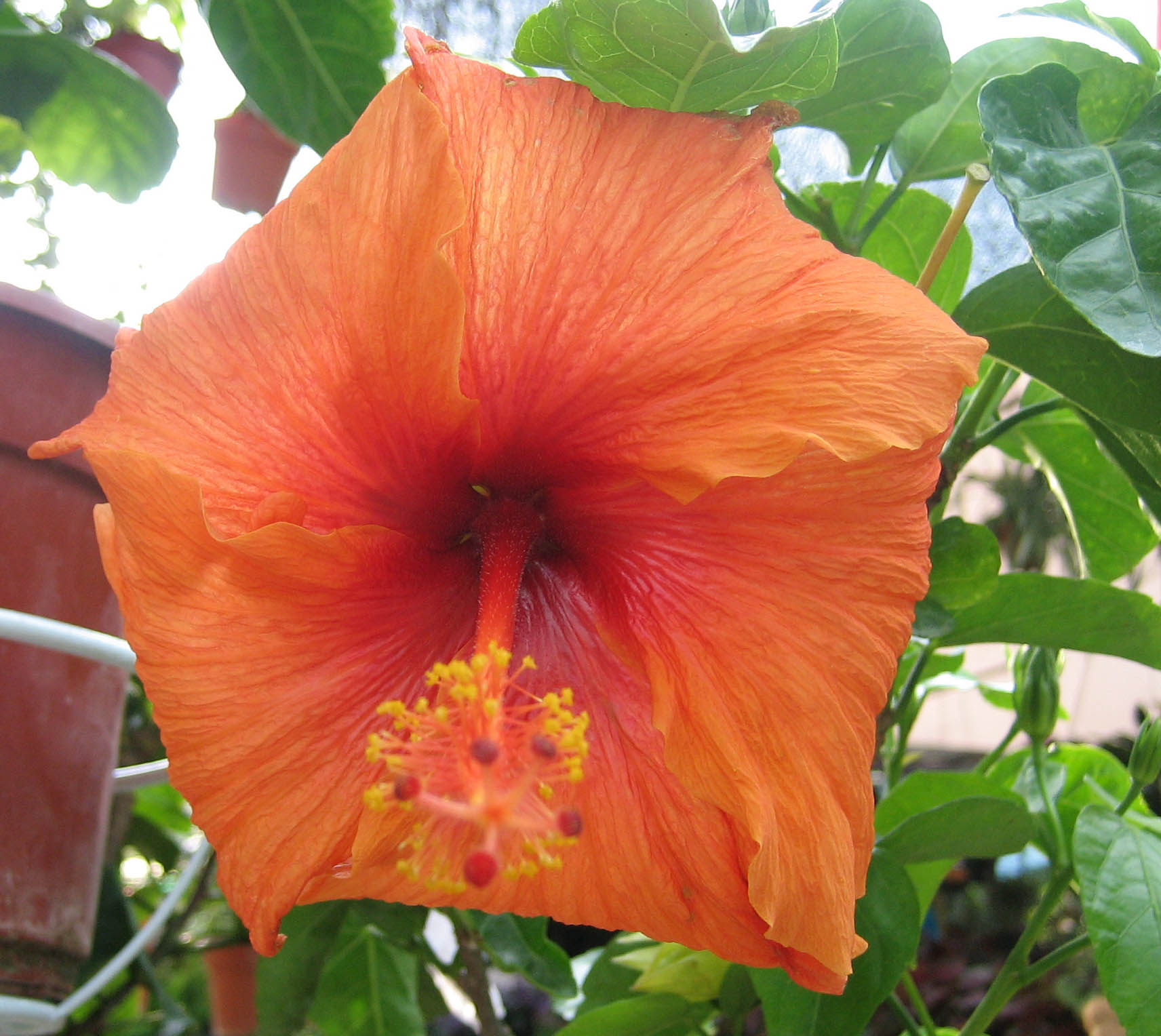 Orange Hibiscus