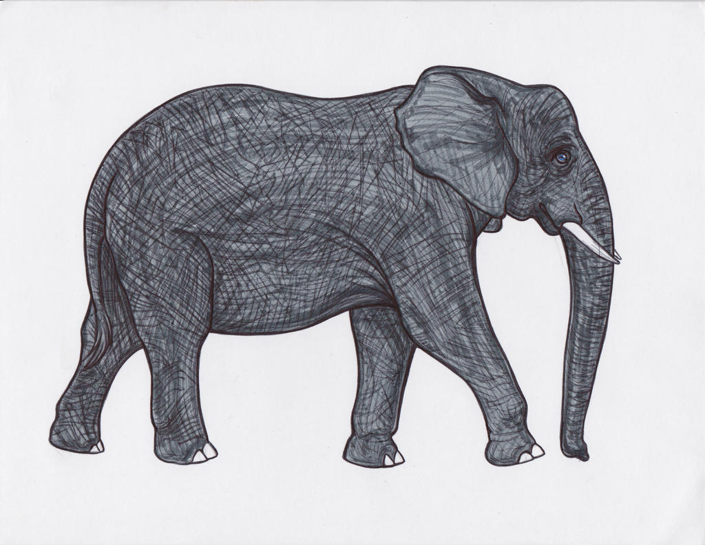 .elephant study.