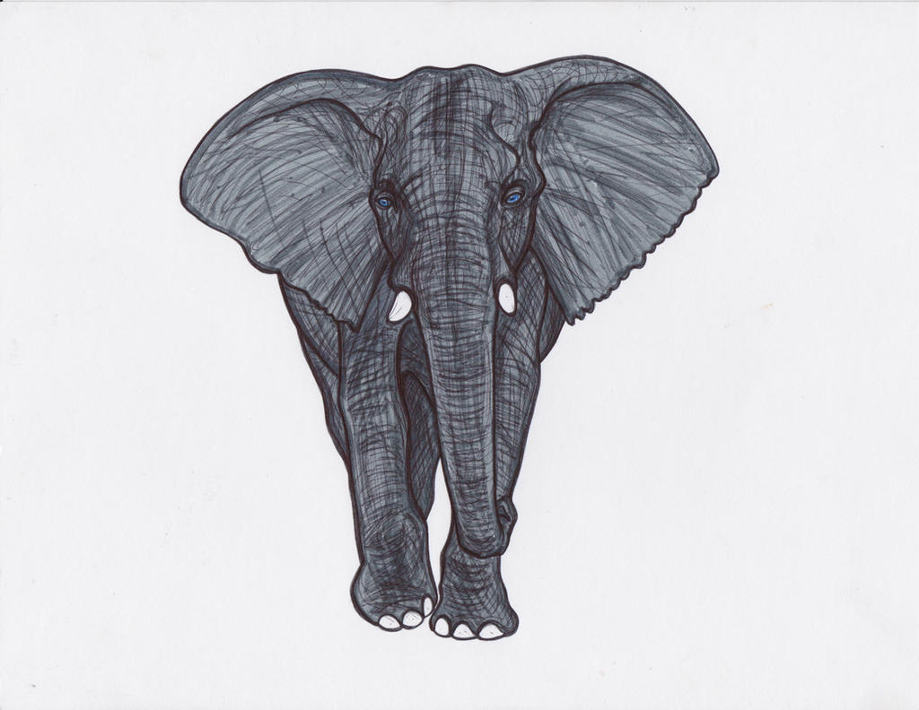 .more elephant.