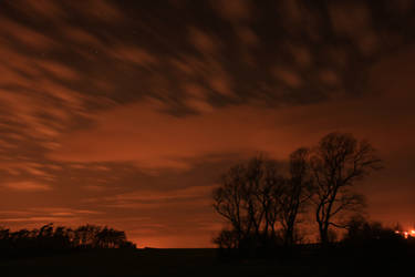 November Trees