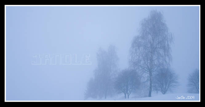 Misty Trees