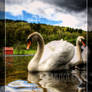 Swans 1