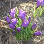 Blooming Crocus 2