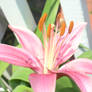 Pink Lily 1