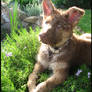 Muddy Puppy.