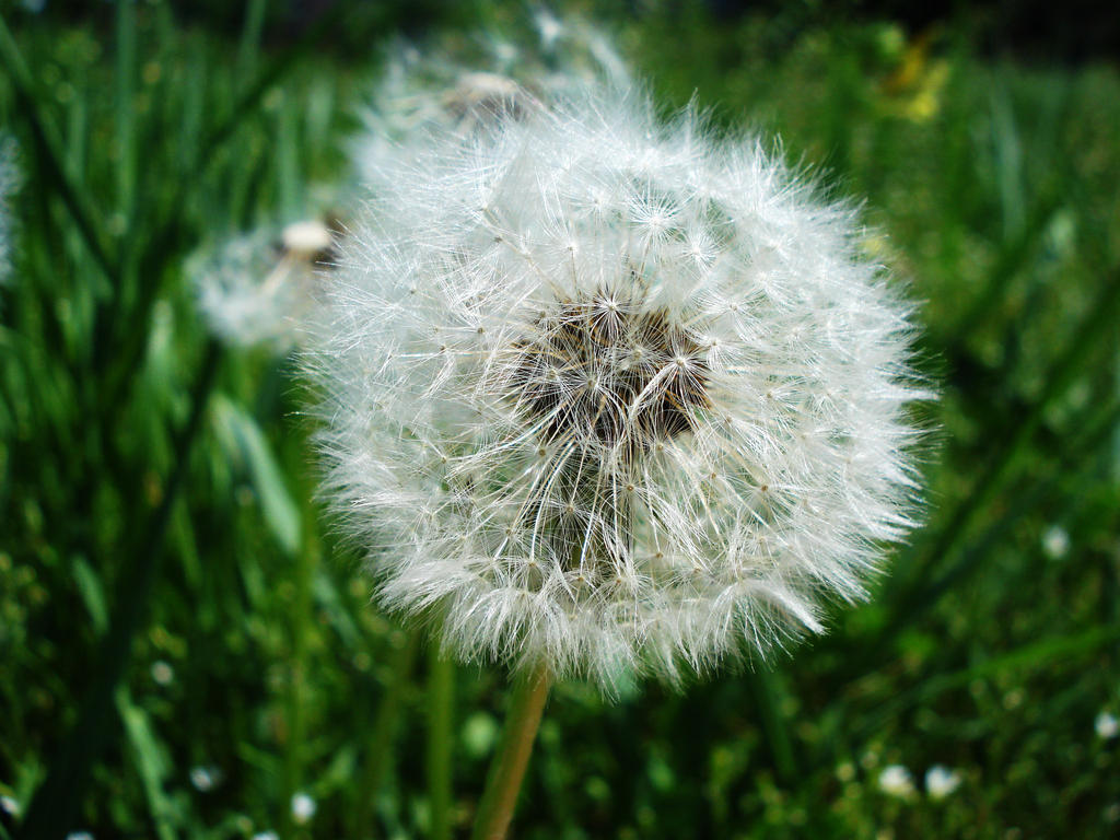 dandelion