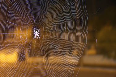 Web