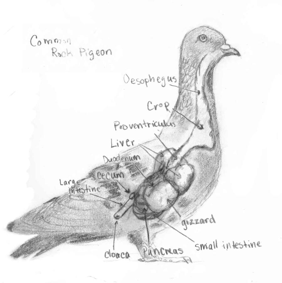 Avian digestive system diagram