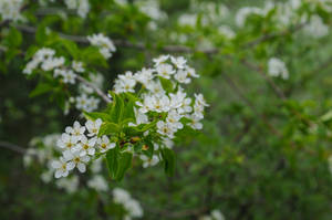 flowers spring