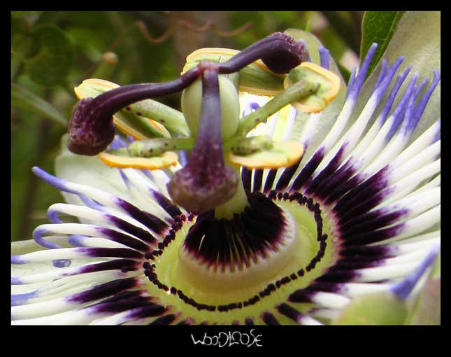 Mane Insecte Trompomanege a insectes by Woodloose on DeviantArt