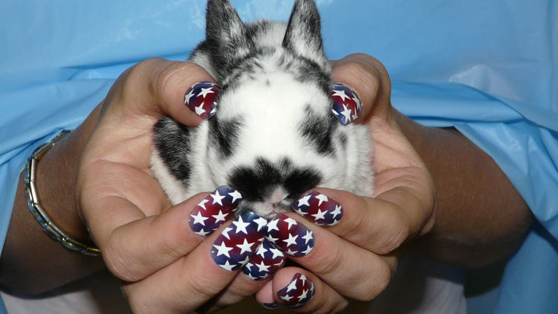 Patriotic Bunny