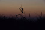 Close up of grass silhouette