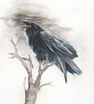 Black Raven