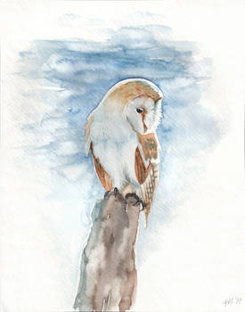 Frosty Barn Owl