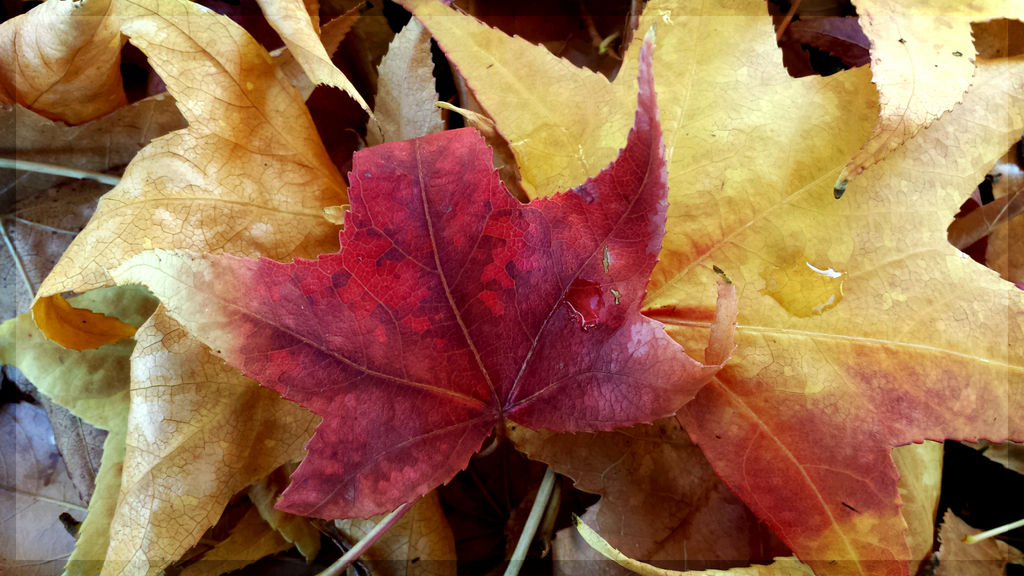 Deep Red Autumn Leaf by JenniBeeMine on DeviantArt