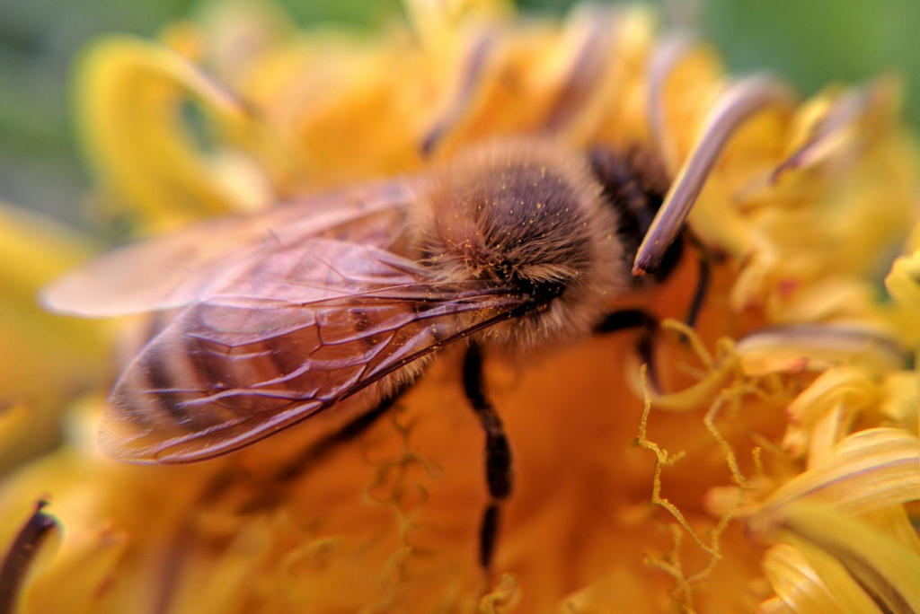 Busy Little Bee by JenniBeeMine